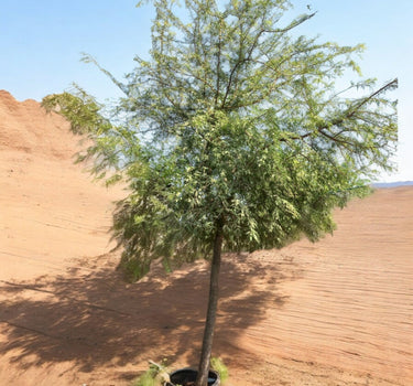 Ghaf Tree – Prosopis Cineraria 1