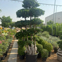 Giant Bonsai Macro Design Trunk Plants UAE. Tall potted tree with layered foliage in a garden setting