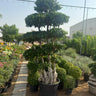 Giant Bonsai Macro Design Trunk Plants UAE. Tall potted tree with layered foliage in a garden setting