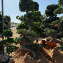 Giant Bonsai S Shaped - 2-2.2 M Plants UAE. Bonsai trees in pots on a sandy ground with a clear blue sky.