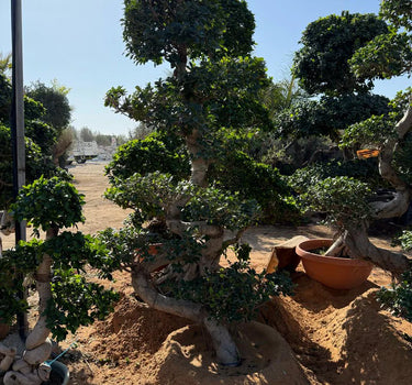 Giant Bonsai S Shaped - 2-2.2 M Plants UAE. Bonsai trees in pots on a sandy ground with a clear blue sky.