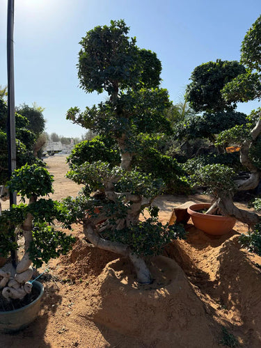 Giant Bonsai S Shaped - 2-2.2 M Plants UAE. Bonsai trees in pots on a sandy ground with a clear blue sky.