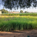 Grass Outdoor in Nursery Pot Plants UAE