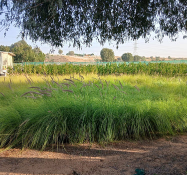 Grass Outdoor in Nursery Pot Plants UAE