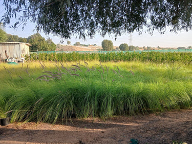 Grass Outdoor in Nursery Pot Plants UAE