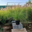 Grass Outdoor in Nursery Pot Plants UAE. Tall grasses in a garden setting with a clear blue sky.