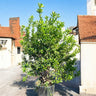 Green Lemon | Fresh Citrus Tree for Your Garden 1
