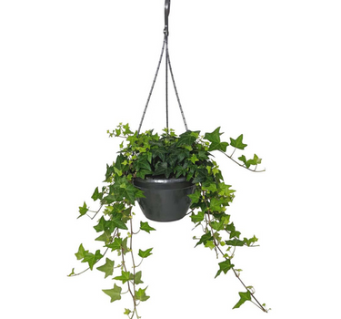 Hedera Helix Plant (Hanging) – English Ivy 2