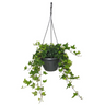 Hedera Helix Plant (Hanging) – English Ivy 2