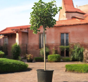 Hibiscus tiliaceus – Beach Hibiscus Tree 2