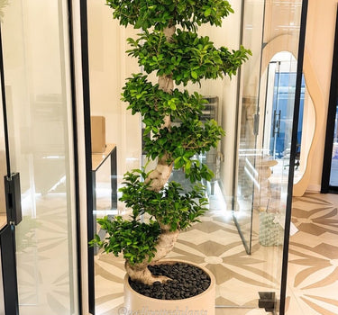 Bonsai Premium Large in Classy Fiber