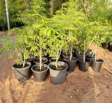 Caesalpinia pulcherrima – Peacock Flower (Barbados Pride) 3