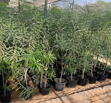 Thevetia Peruviana – Yellow Oleander | Lucky Nut Plant for Bold Landscapes