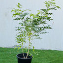 Murraya paniculata – Orange Jasmine (Thai Jasmine) 3