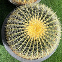 Echinocactus Grusonii – Golden Barrel Cactus - 10-15cm approx. 3