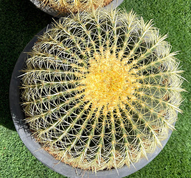 Echinocactus Grusonii – Golden Barrel Cactus - 10-15cm approx. 3