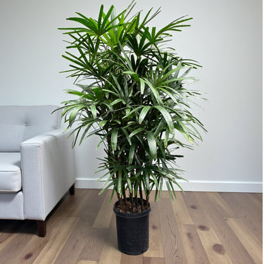Rhapis Excelsa – Miniature Fan Palm – Lady Palm – Bamboo Palm 9