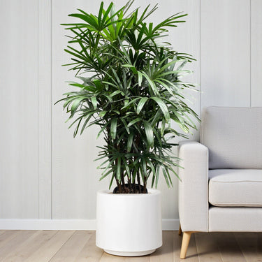 Rhapis Excelsa – Miniature Fan Palm – Lady Palm – Bamboo Palm 11