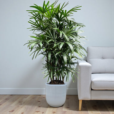 Rhapis Excelsa – Miniature Fan Palm – Lady Palm – Bamboo Palm 10