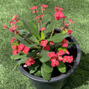 Euphorbia millii – Crown of Thorns 3