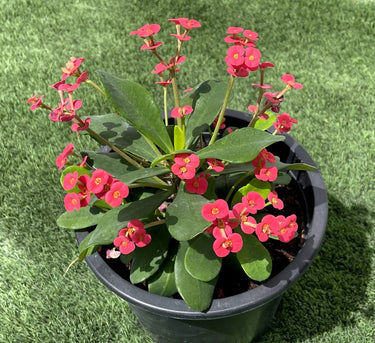 Euphorbia millii – Crown of Thorns 3