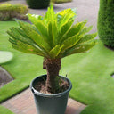 Cycas revoluta – Sago Palm 3