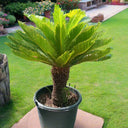 Cycas revoluta – Sago Palm 4