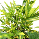 Croton 'Banana Yellow' – Bold Foliage for Indoors & Outdoors 2