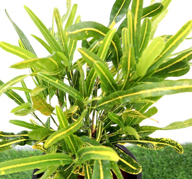 Croton 'Banana Yellow' – Bold Foliage for Indoors & Outdoors 2