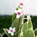 Eranthemum Variegated - Pseuderanthemum 4