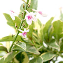 Eranthemum Variegated - Pseuderanthemum 5