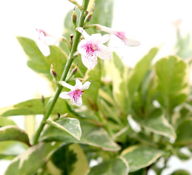 Eranthemum Variegated - Pseuderanthemum 5