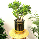 Jade Plant in Black Ceramic Plant UAE. Potted plant on a small stool with a white background