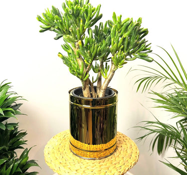 Jade Plant in Black Ceramic Plant UAE. Potted plant on a small stool with a white background