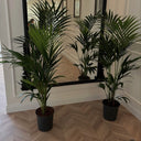 Kentia Palm Holland Origin 160–170 cm Indoor Plants UAE