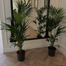 Kentia Palm Holland Origin 160–170 cm Indoor Plants UAE