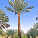 Large Date Palm (2m) Outdoor Big Plants UAE. Tall palm tree with a clear blue sky in the background
