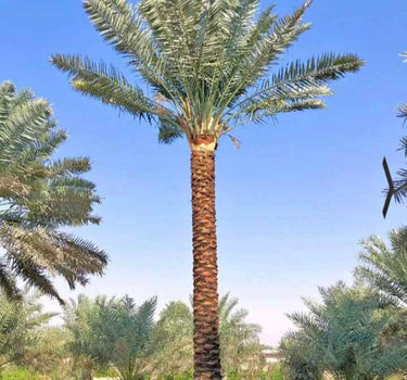 Large Date Palm (2m) Outdoor Big Plants UAE. Tall palm tree with a clear blue sky in the background