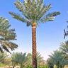 Large Date Palm (2m) Outdoor Big Plants UAE. Tall palm tree with a clear blue sky in the background
