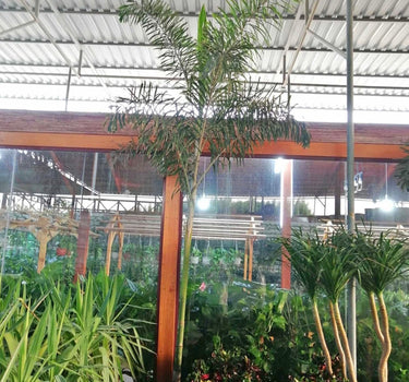 Large Foxtail Palm 2m to 2.5m Outdoor Plant, Dubai. Tall palm plant in a greenhouse setting with other plants and a metal roof.