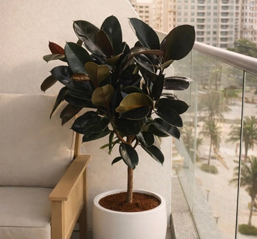 Large Rubber Plant in a Fiber Pot, UAE.Potted plant on a balcony with cityscape view.