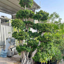 Large Tree Bonsai (3m) Outdoor Plants Dubai. Large potted tree with a decorative root system in an outdoor setting