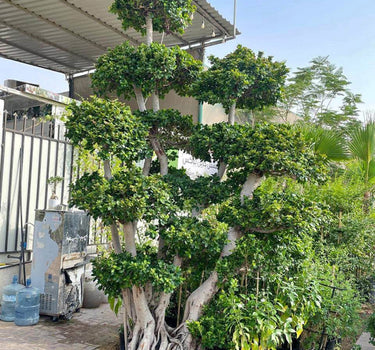 Large Tree Bonsai (3m) Outdoor Plants Dubai. Large potted tree with a decorative root system in an outdoor setting