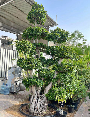 Large Tree Bonsai (3m) Outdoor Plants Dubai. Large potted tree with a decorative root system in an outdoor setting