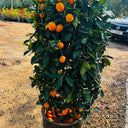 Large Tree with Ready Fruit Plant Dubai. Potted citrus plant with oranges in a garden setting