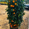 Large Tree with Ready Fruit Plant Dubai. Potted citrus plant with oranges in a garden setting