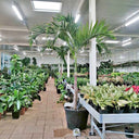 Large Veitchia Manila Palm 2m to 2.5m, UAE. Indoor plant nursery with various potted plants and a palm tree.