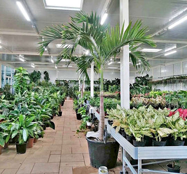 Large Veitchia Manila Palm 2m to 2.5m, UAE. Indoor plant nursery with various potted plants and a palm tree.
