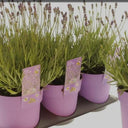 Lavender Table Plant UAE. Row of potted plants with purple pots and tags on a white background