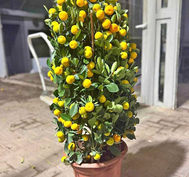 Lemon and Orange Tree (100 cm) Plants Dubai. Potted citrus plant with lemons on a patio